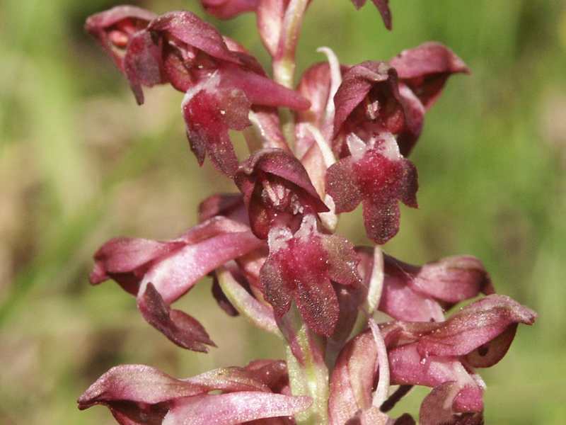 (20416)Orchis coriophora,fleurs